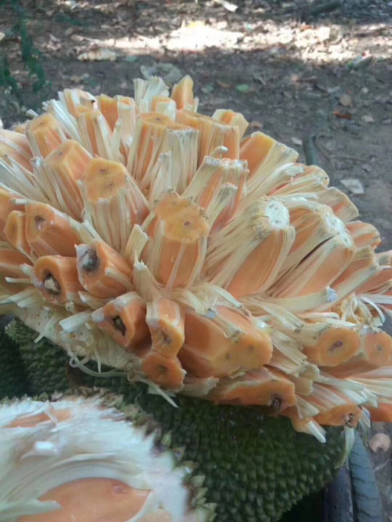 海南红肉菠萝蜜