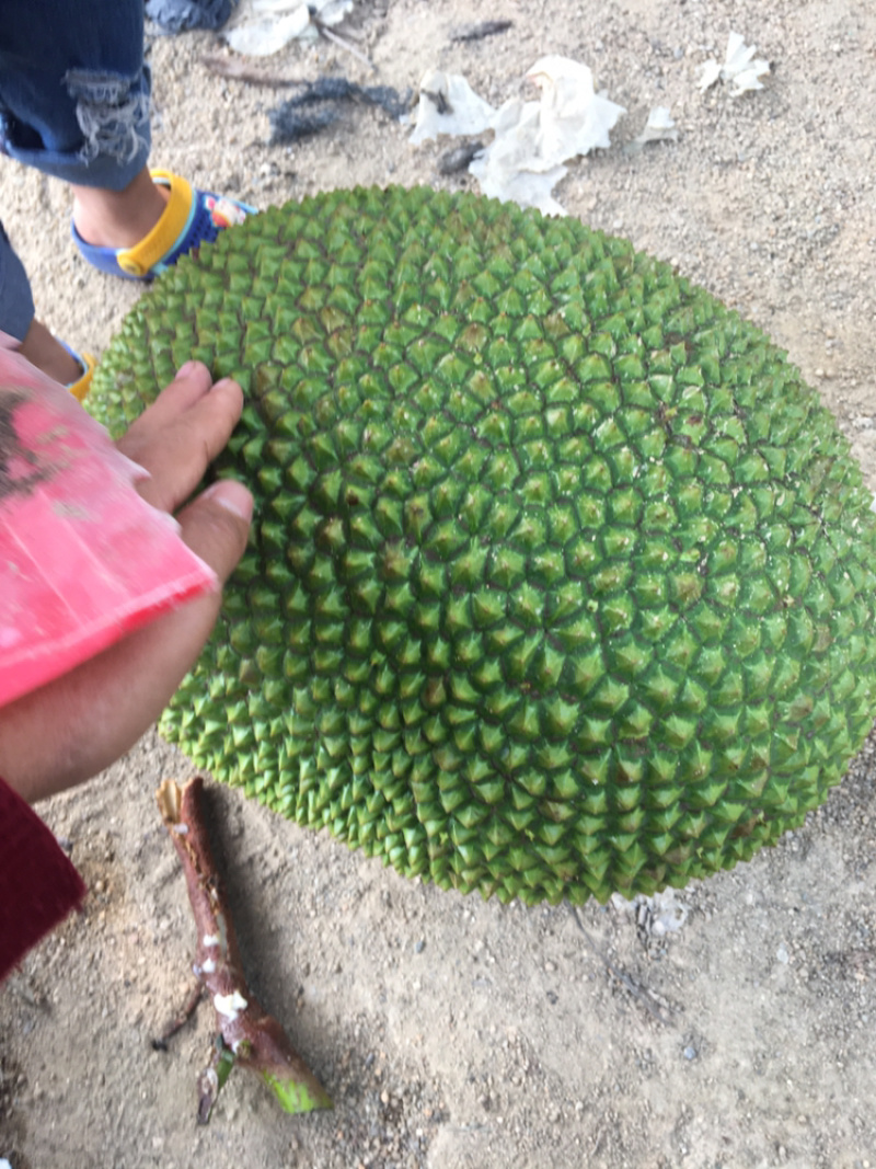 海南红肉菠萝蜜
