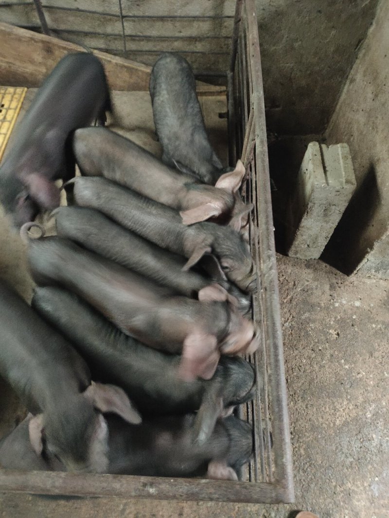 黑猪苗批发价格黑猪批发基地山东临沂日照黑猪仔养殖基地