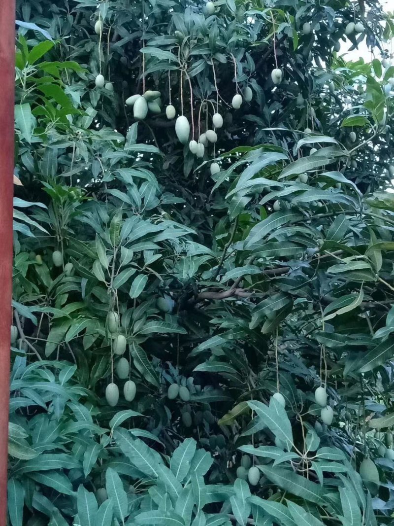 云南元江，马蹄苏芒果大量现货供应中