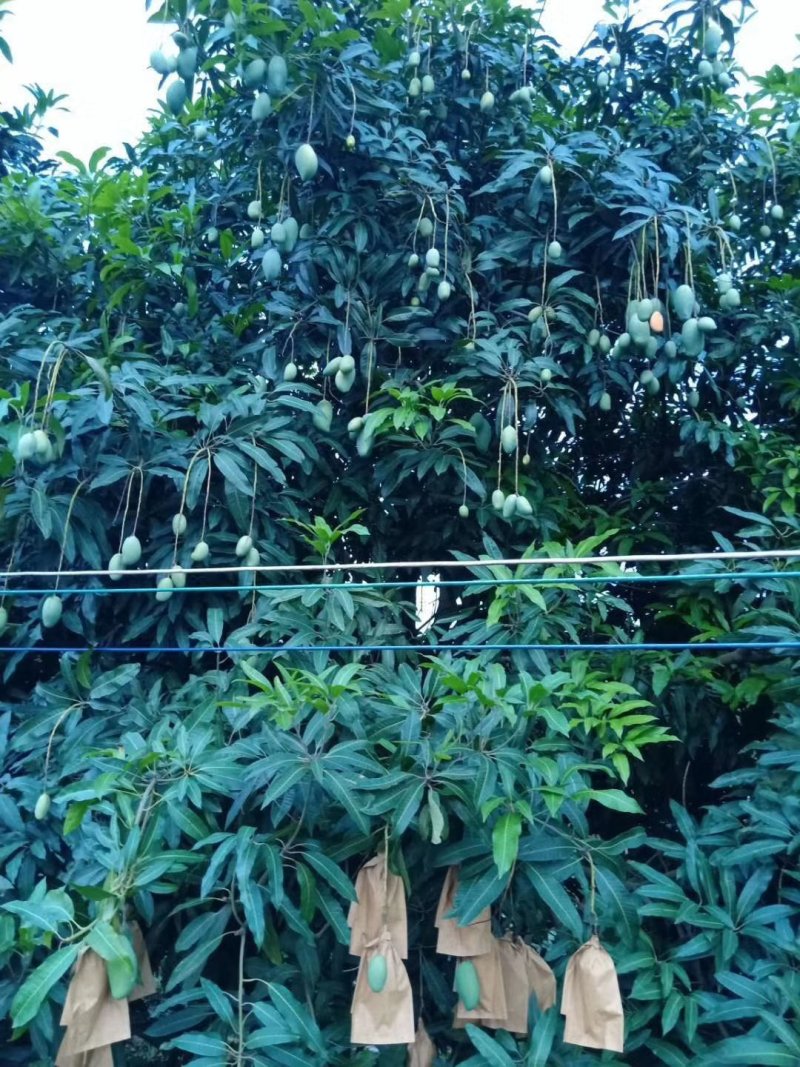 云南元江，马蹄苏芒果大量现货供应中