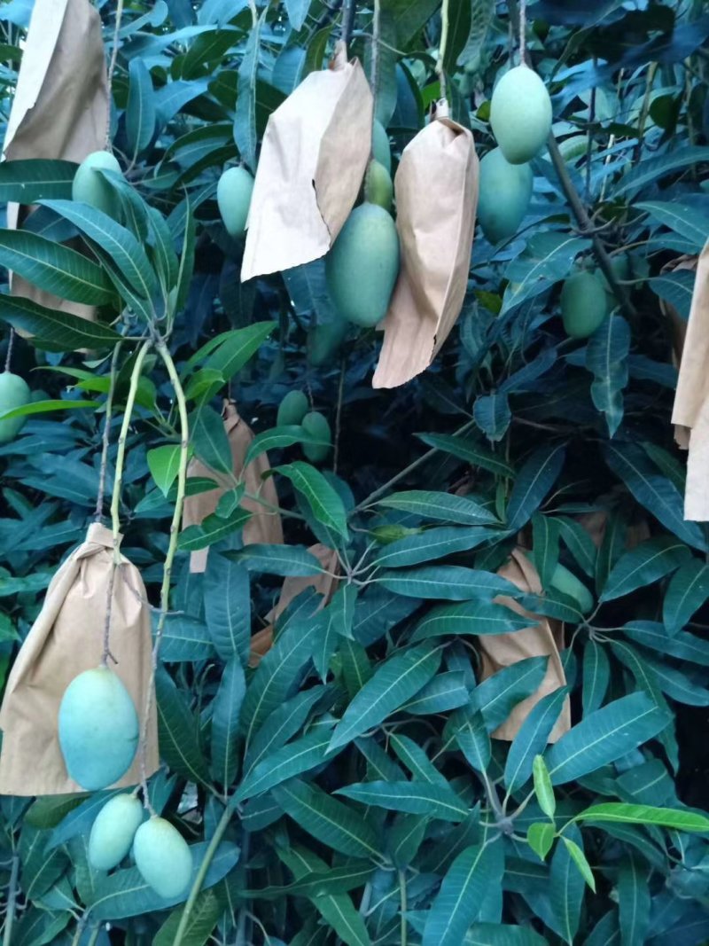 云南元江，马蹄苏芒果大量现货供应中