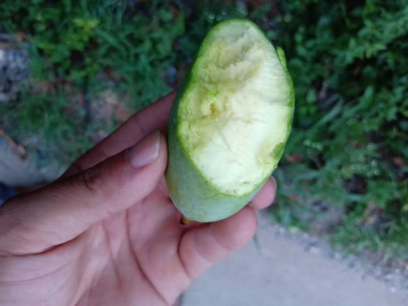 云南元江，马蹄苏芒果大量现货供应中