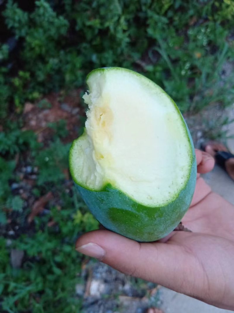 云南元江，马蹄苏芒果大量现货供应中