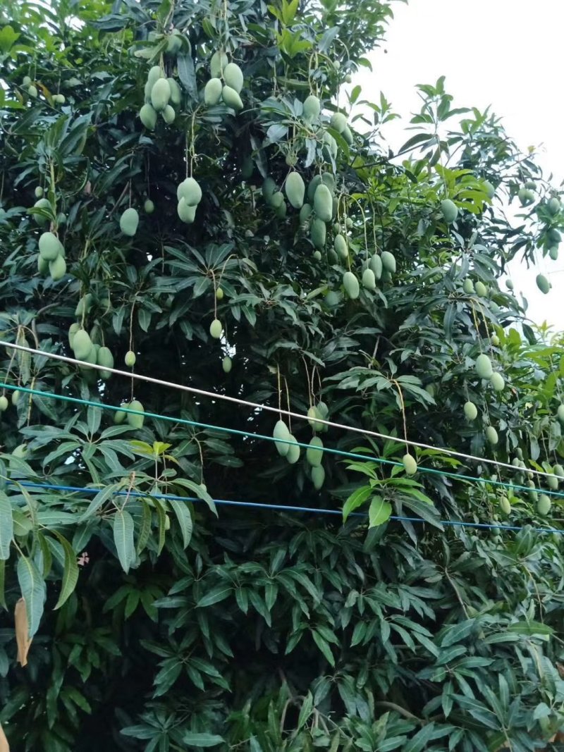 云南元江，马蹄苏芒果大量现货供应中