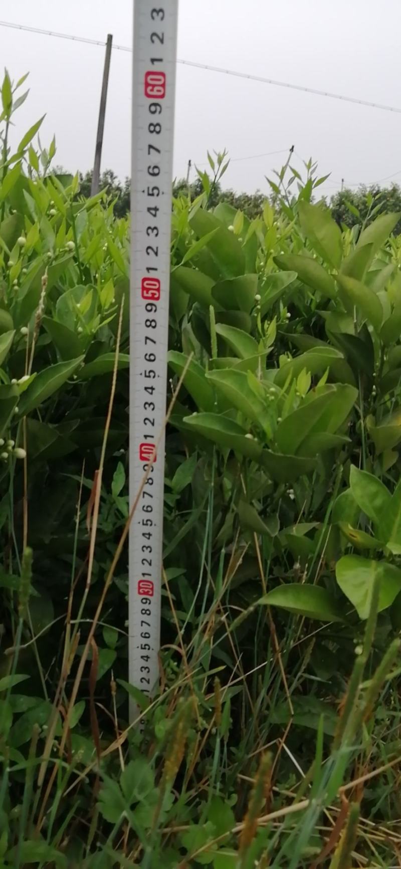 正宗夏橙苗，全部嫁接苗自育苗品种包纯