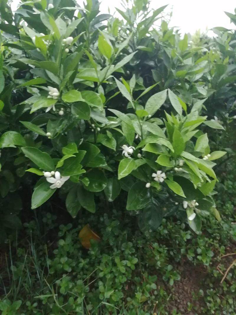 正宗夏橙苗，全部嫁接苗自育苗品种包纯