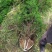 2020蜀桧苗供应、蜀桧绿化工程苗苗圃直销