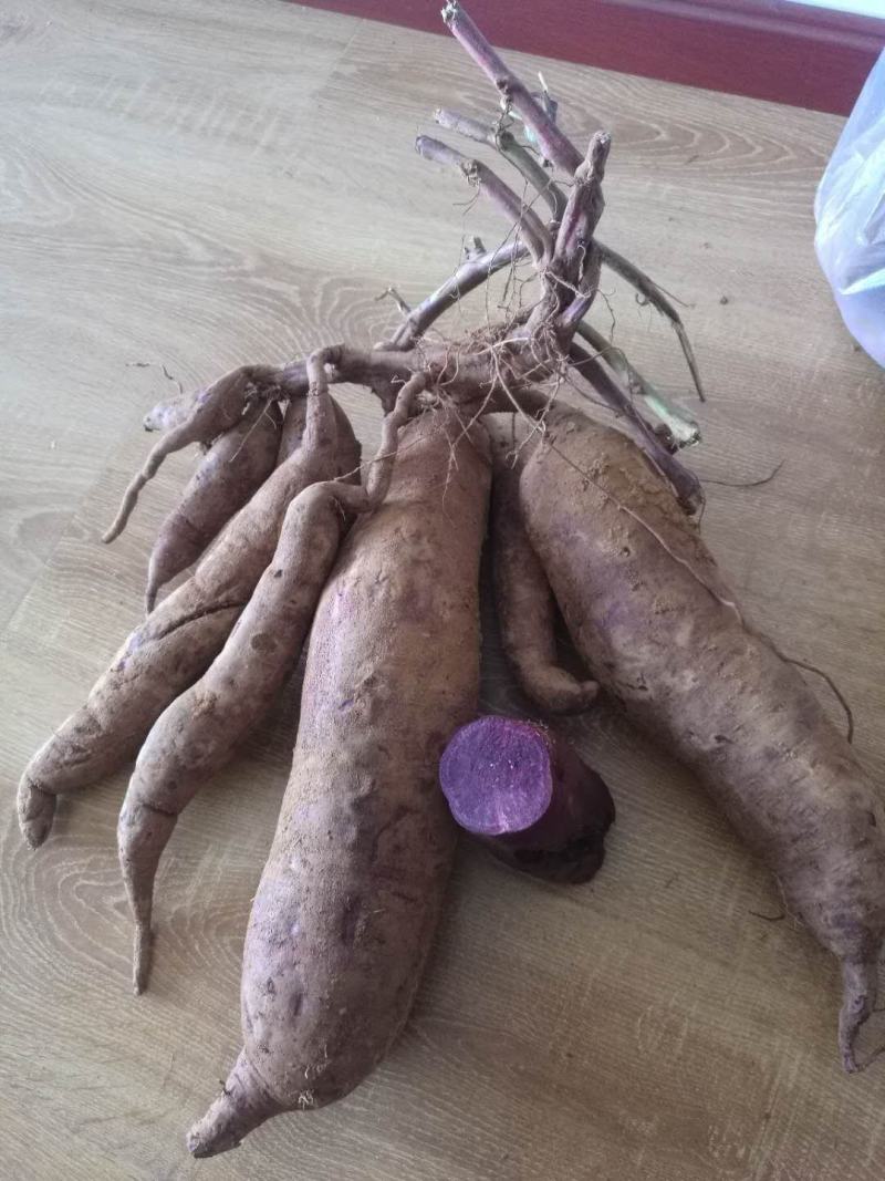 唐伯薯（高原紫薯）
