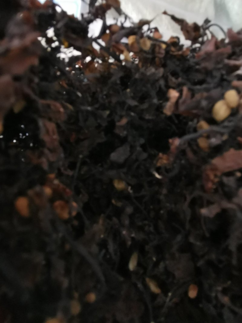中药材天然海藻中药材产地一手货源