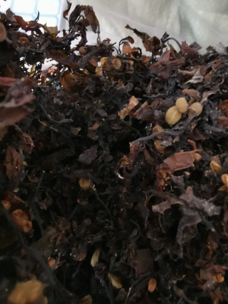 中药材天然海藻中药材产地一手货源