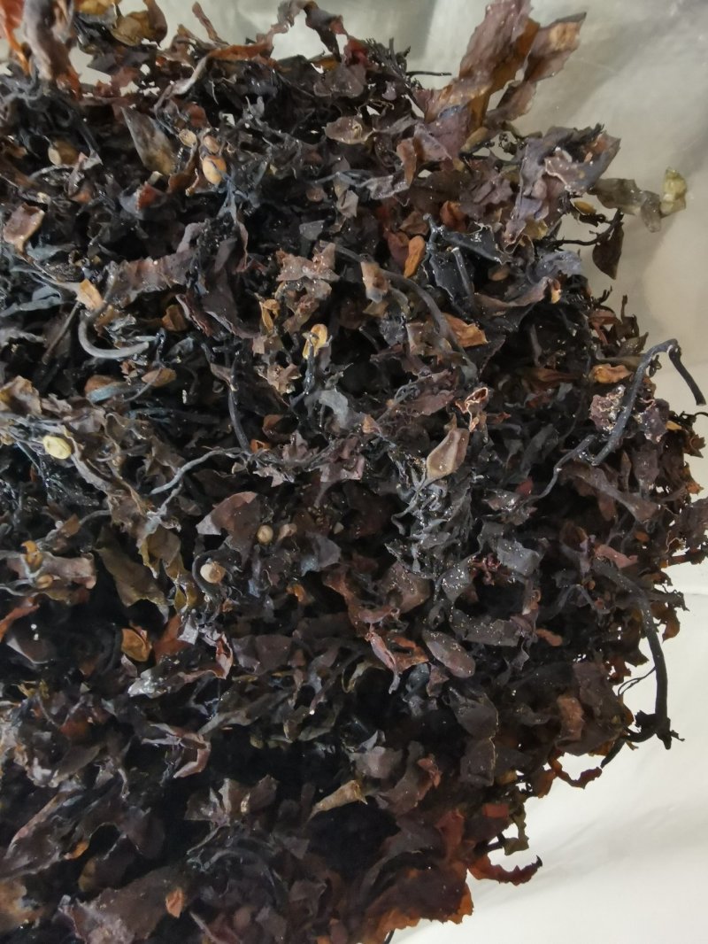 中药材天然海藻中药材产地一手货源