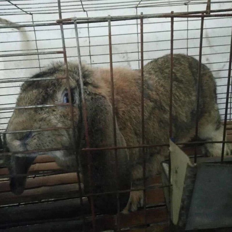 纯种公羊兔种兔假一赔十，你养殖我回收
