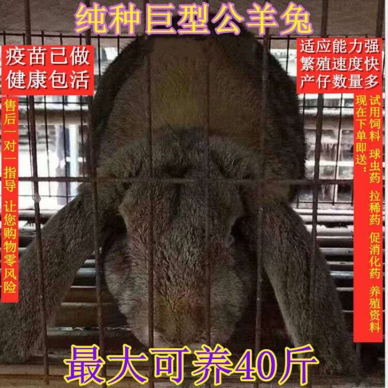 纯种公羊兔种兔假一赔十，你养殖我回收