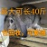 纯种公羊兔种兔假一赔十，你养殖我回收
