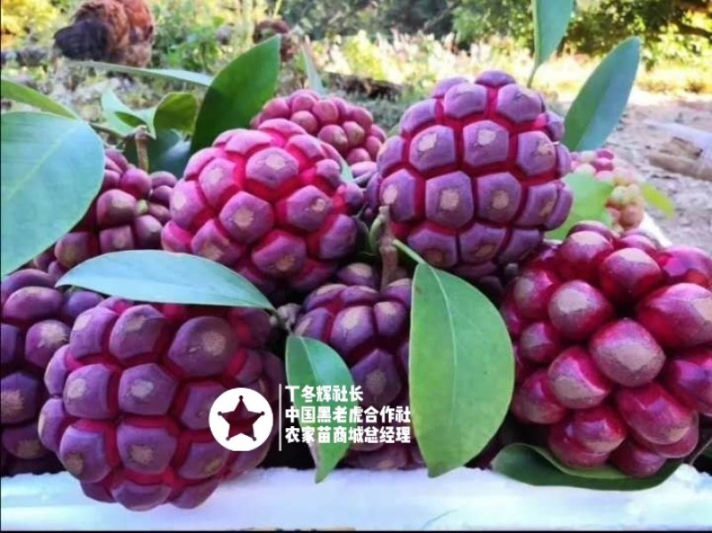 【真正无籽】黑老虎苗布福娜苗中国黑老虎合作社可分期付款