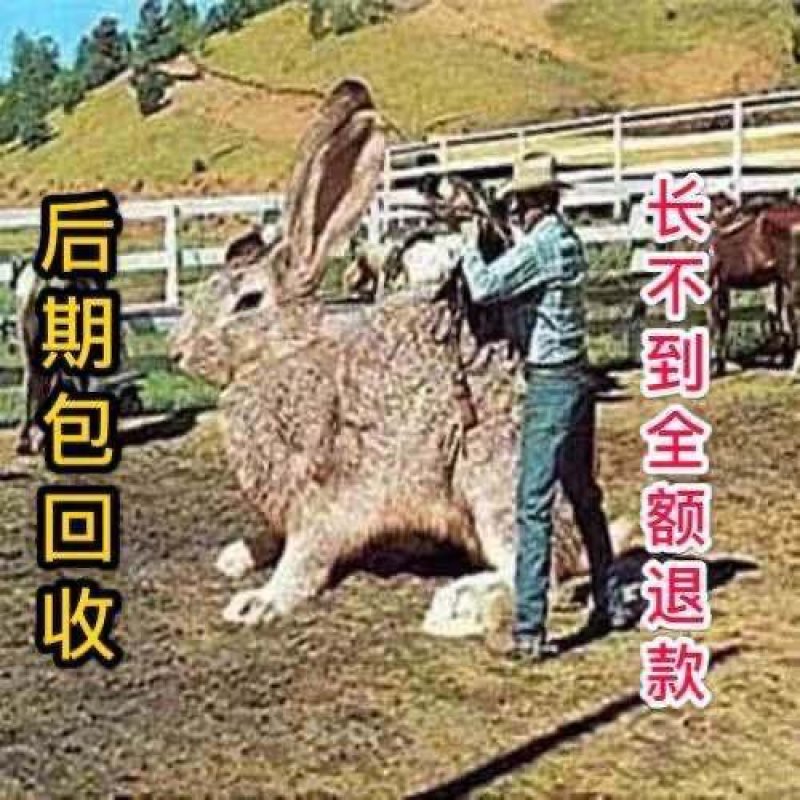 肉兔转基因巨兔，假一赔十你养殖我回收