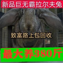 肉兔转基因巨兔，假一赔十你养殖我回收