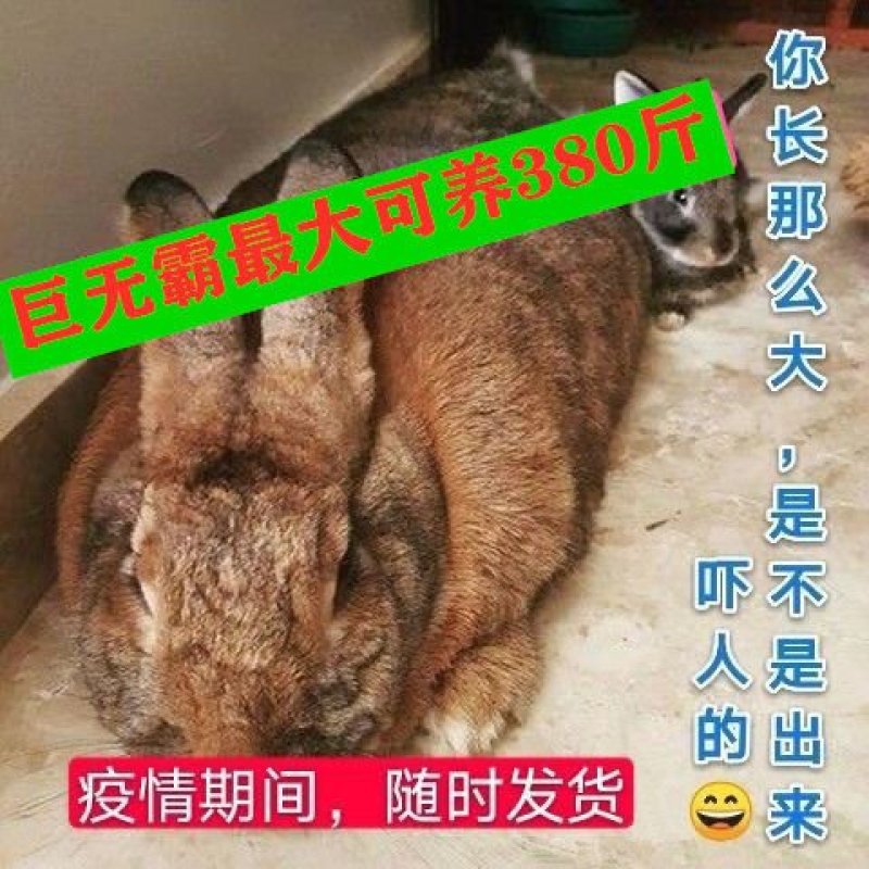 肉兔转基因巨兔，假一赔十你养殖我回收