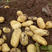 辽宁荷兰土豆大量上市，黄皮黄瓤，个头好，皮毛亮。