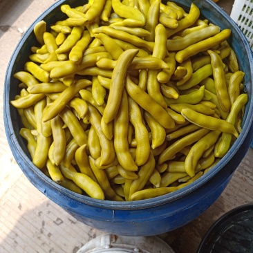 四川精品龙爪豆，狗爪豆，猫爪豆大量上市