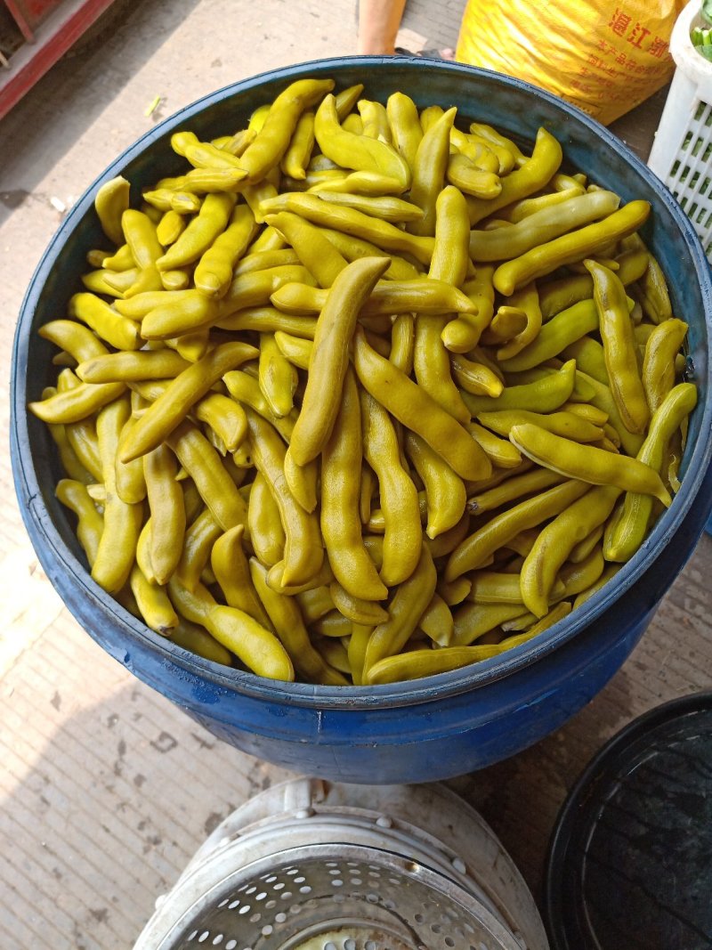 四川精品龙爪豆，狗爪豆，猫爪豆大量上市