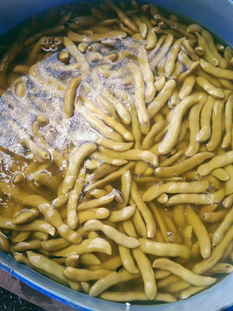 四川精品龙爪豆，狗爪豆，猫爪豆大量上市