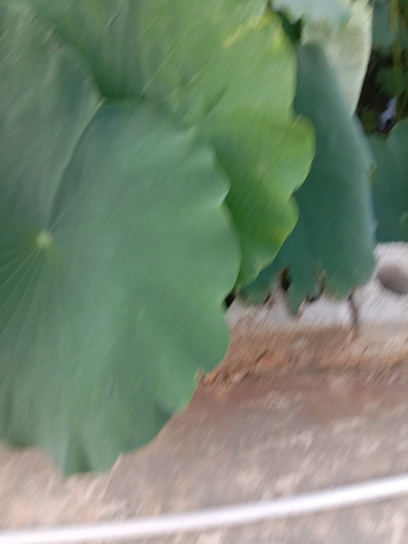博白莲藕产地直销，货源充足，诚信经营。