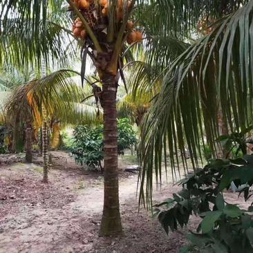 海南椰子树金青椰，，
