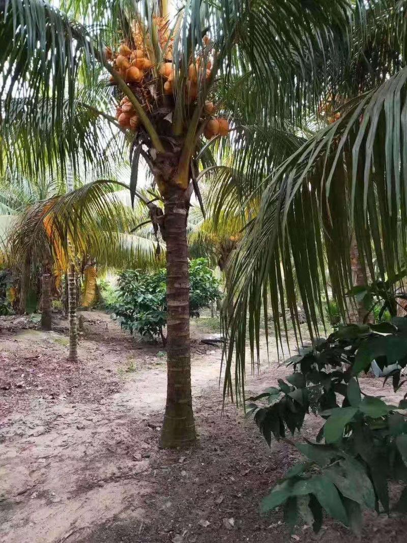 海南椰子树金青椰，，