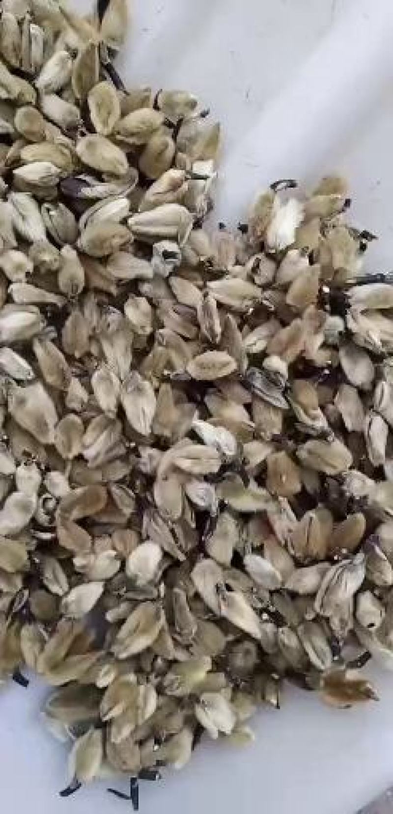 辛夷批发价格可协商辛夷桃毛桃产地直销药食同源