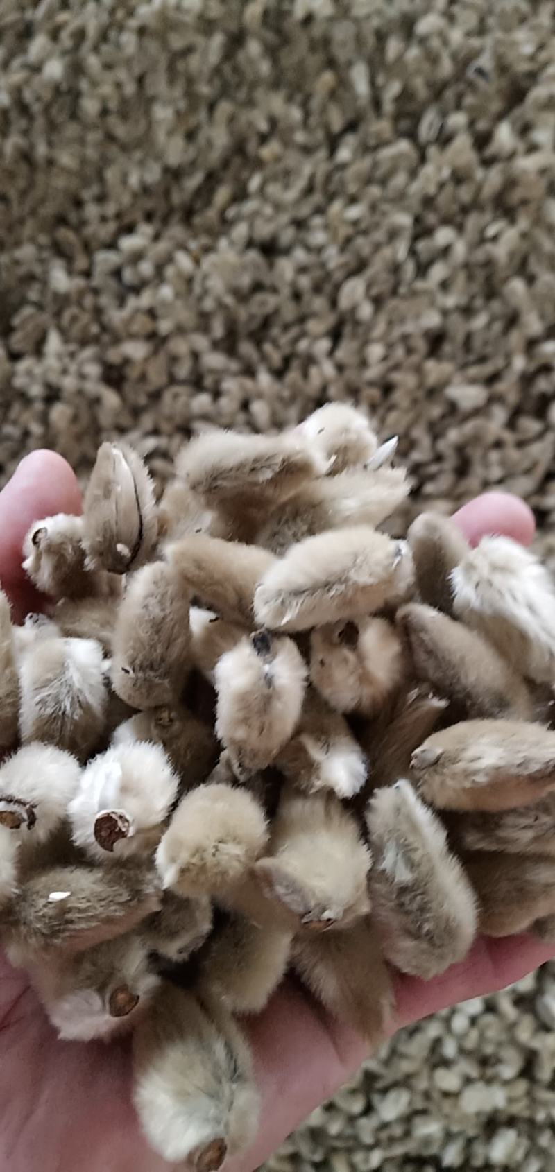 辛夷批发价格可协商辛夷桃毛桃产地直销药食同源