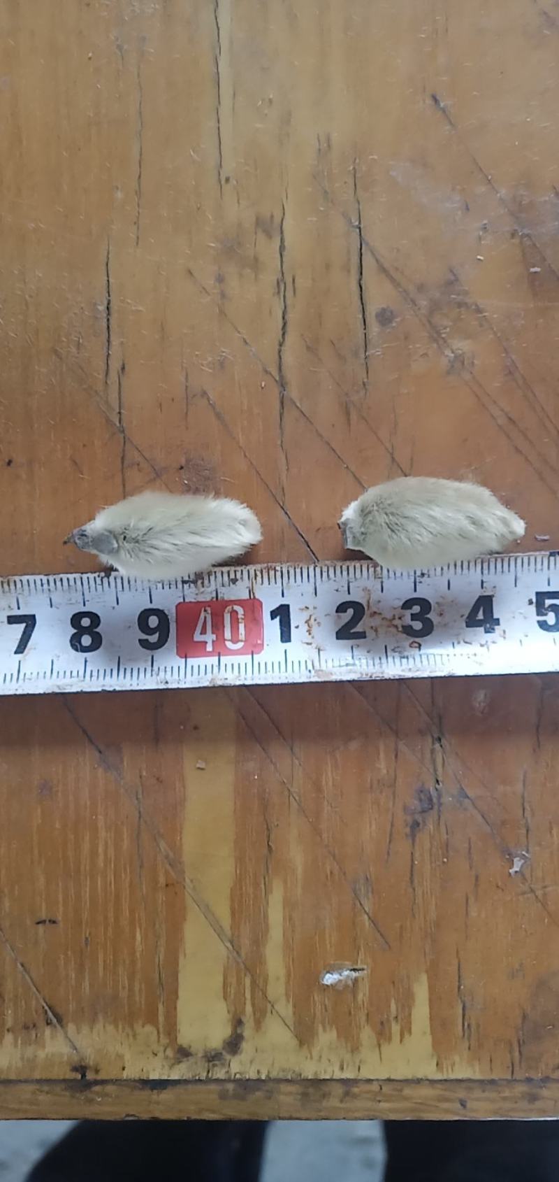 辛夷批发价格可协商辛夷桃毛桃产地直销药食同源
