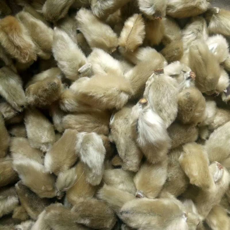 辛夷批发价格可协商辛夷桃毛桃产地直销药食同源