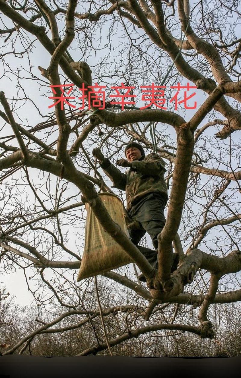 辛夷批发价格可协商辛夷桃毛桃产地直销药食同源