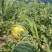 京欣西瓜8斤打底9成熟1茬