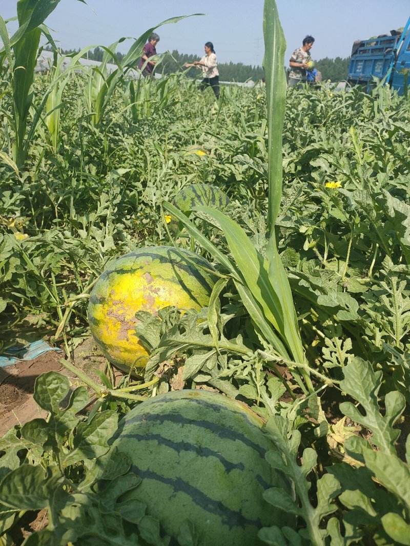 京欣西瓜8斤打底9成熟1茬