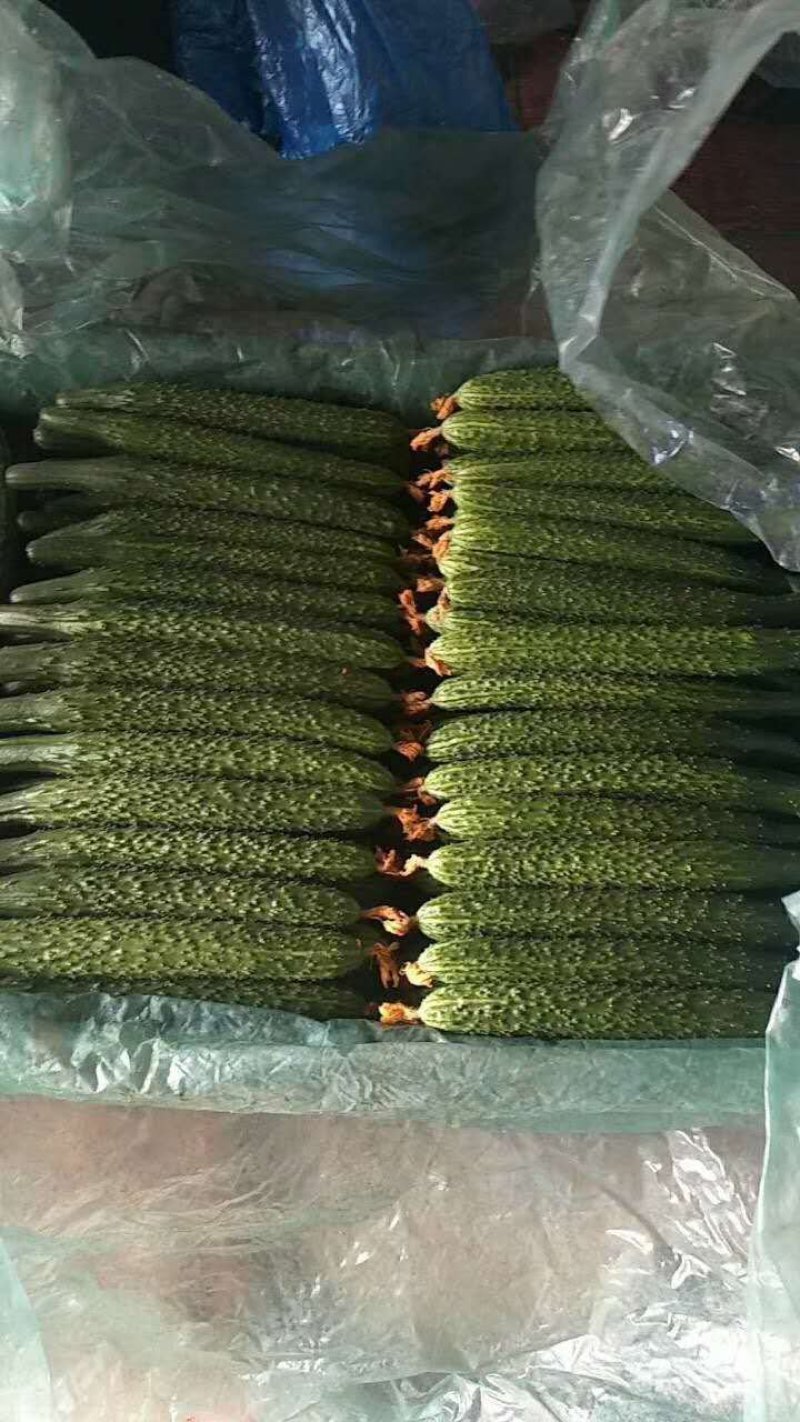 密刺黄瓜，产地直供。质量保证，价格美丽。
