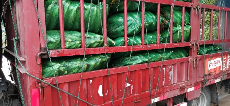 玉米精品大棒子彩甜糯玉米支持视频看货
