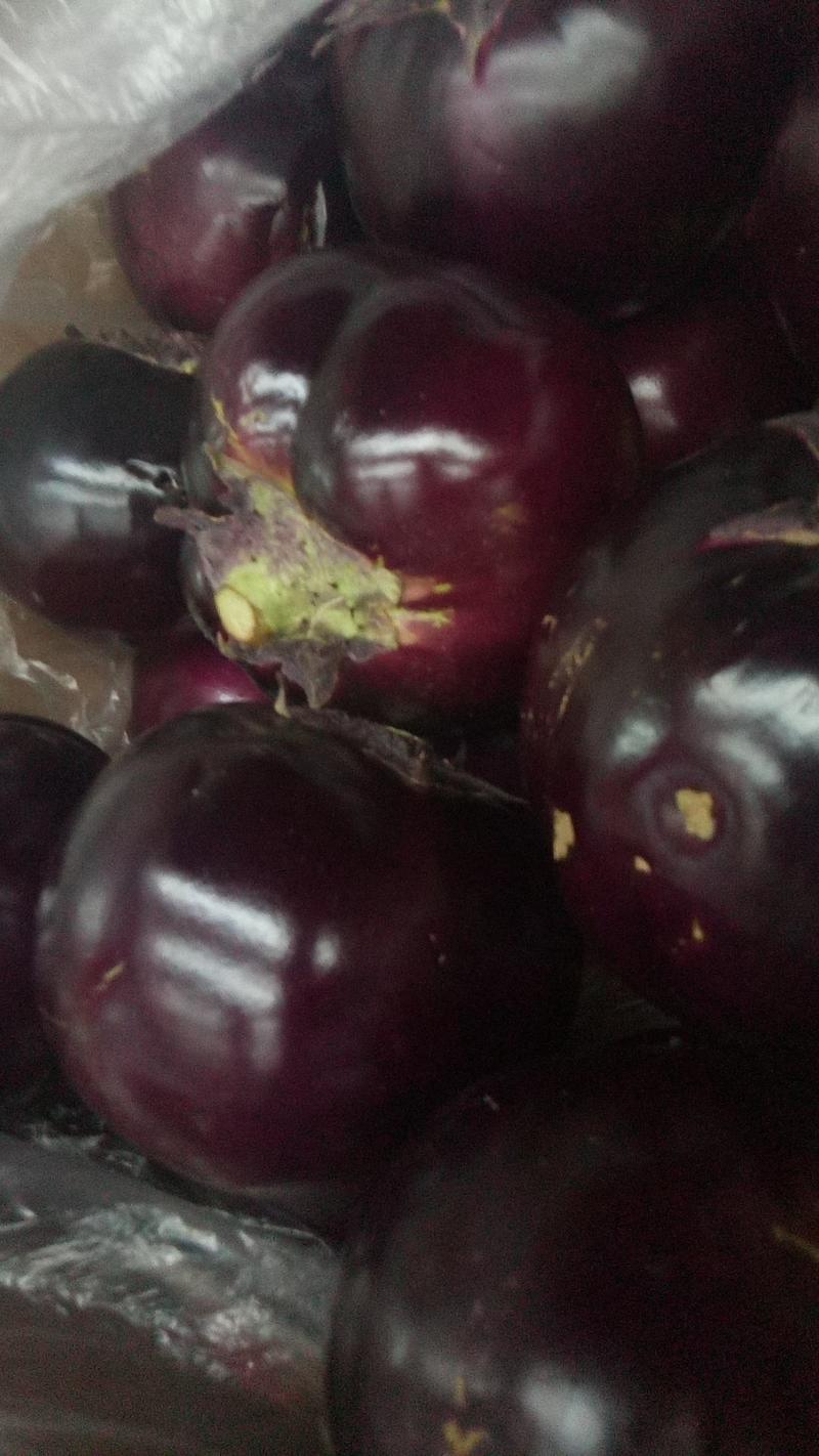 冷棚紫光圆茄大量上市产地直发价格便宜