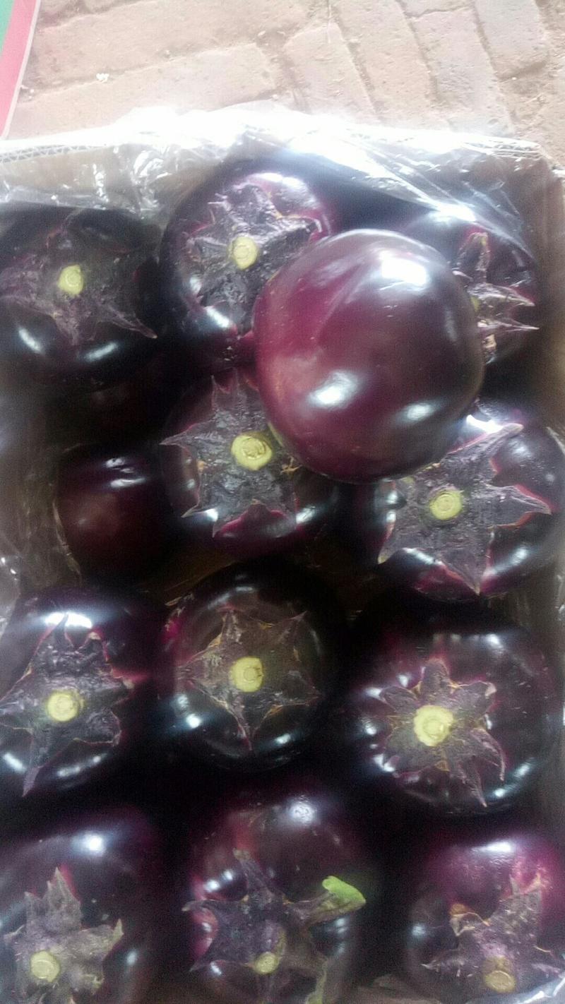 冷棚紫光圆茄大量上市产地直发价格便宜