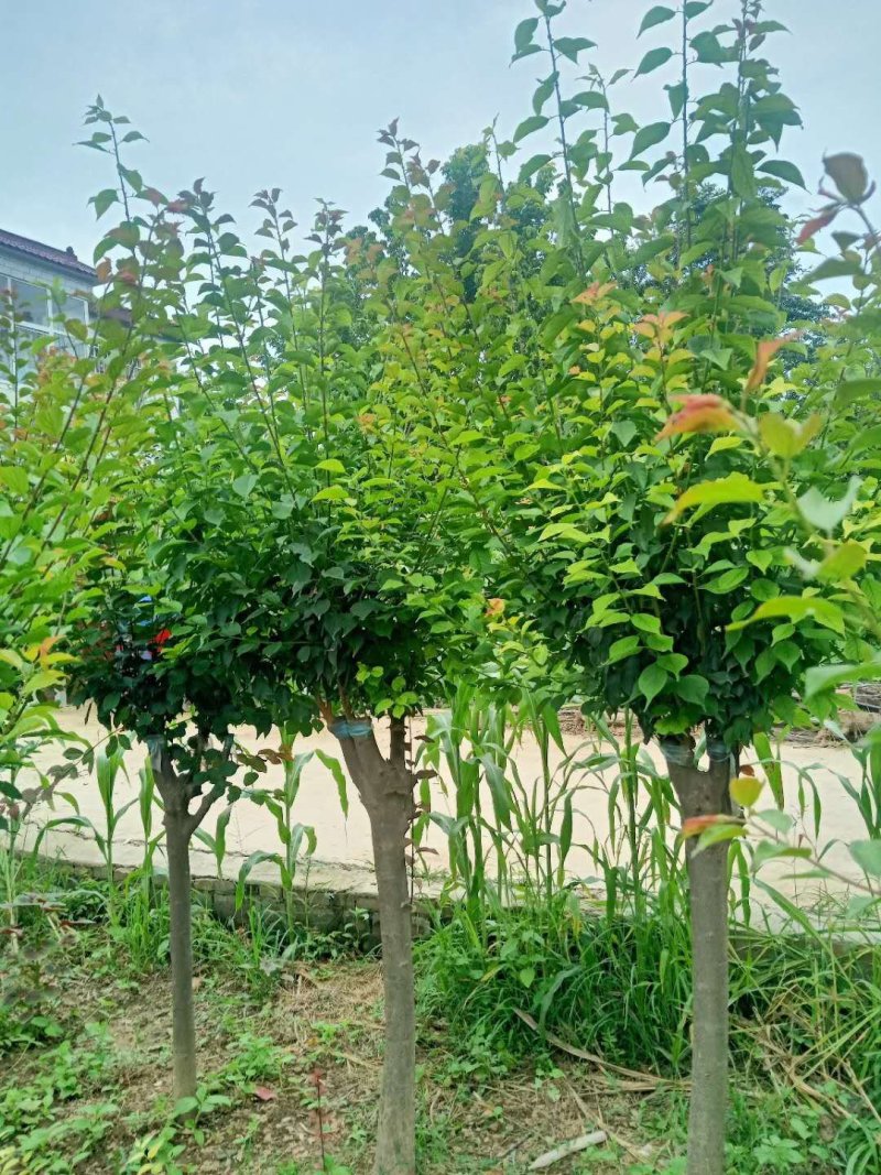 红梅，456789的红梅
