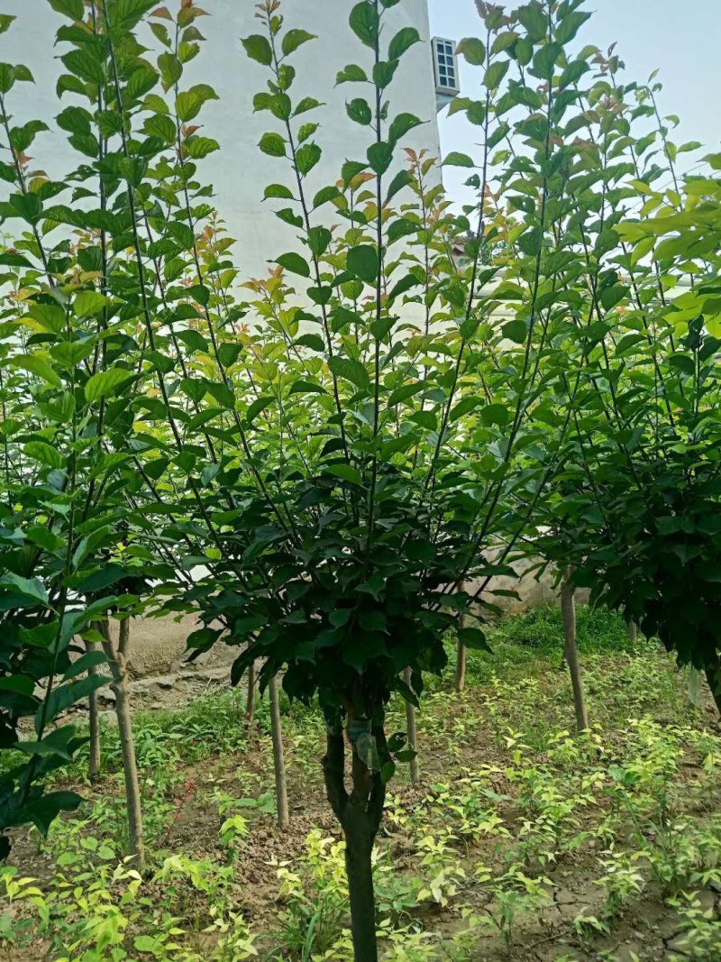 红梅，456789的红梅