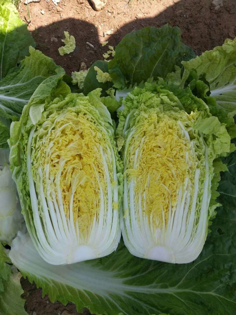 精品大白菜，产地直供，产地价格，保质保量