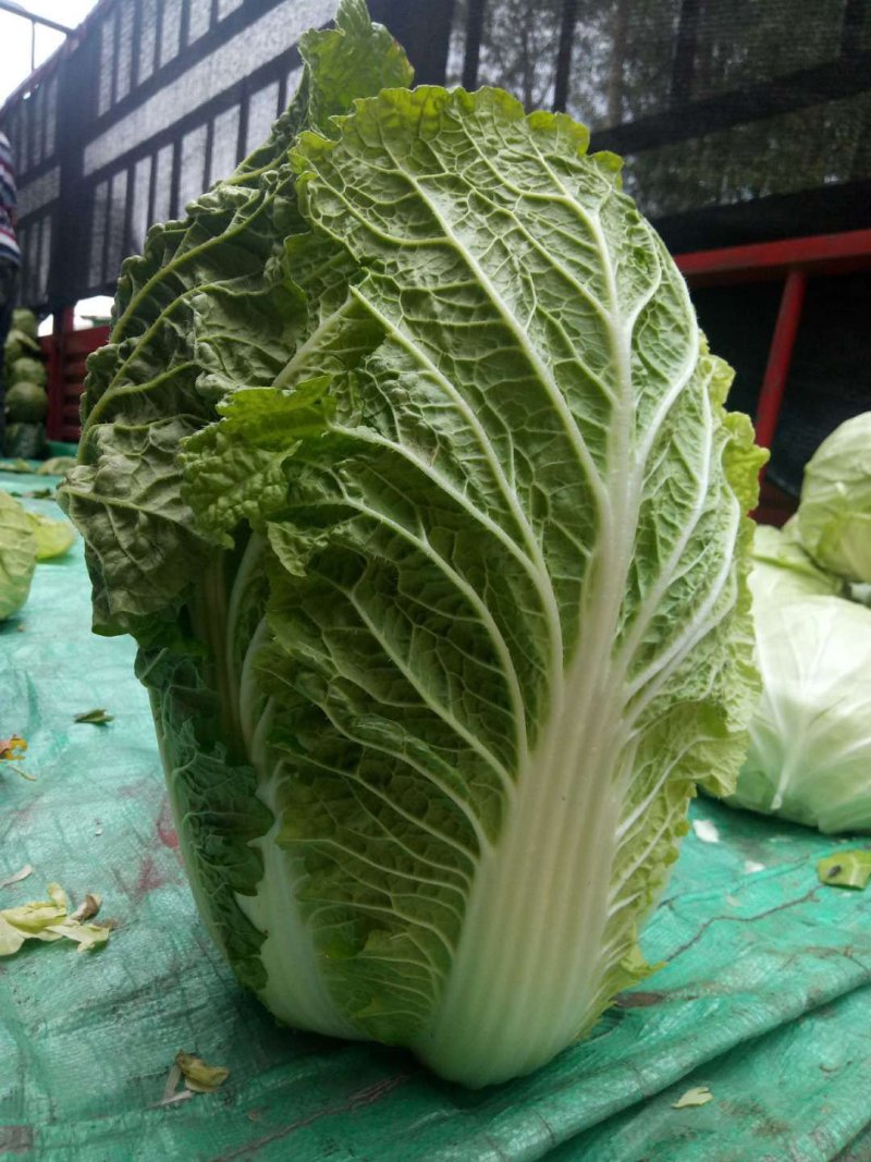 精品大白菜，产地直供，产地价格，保质保量