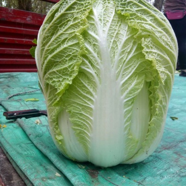 精品大白菜，产地直供，产地价格，保质保量