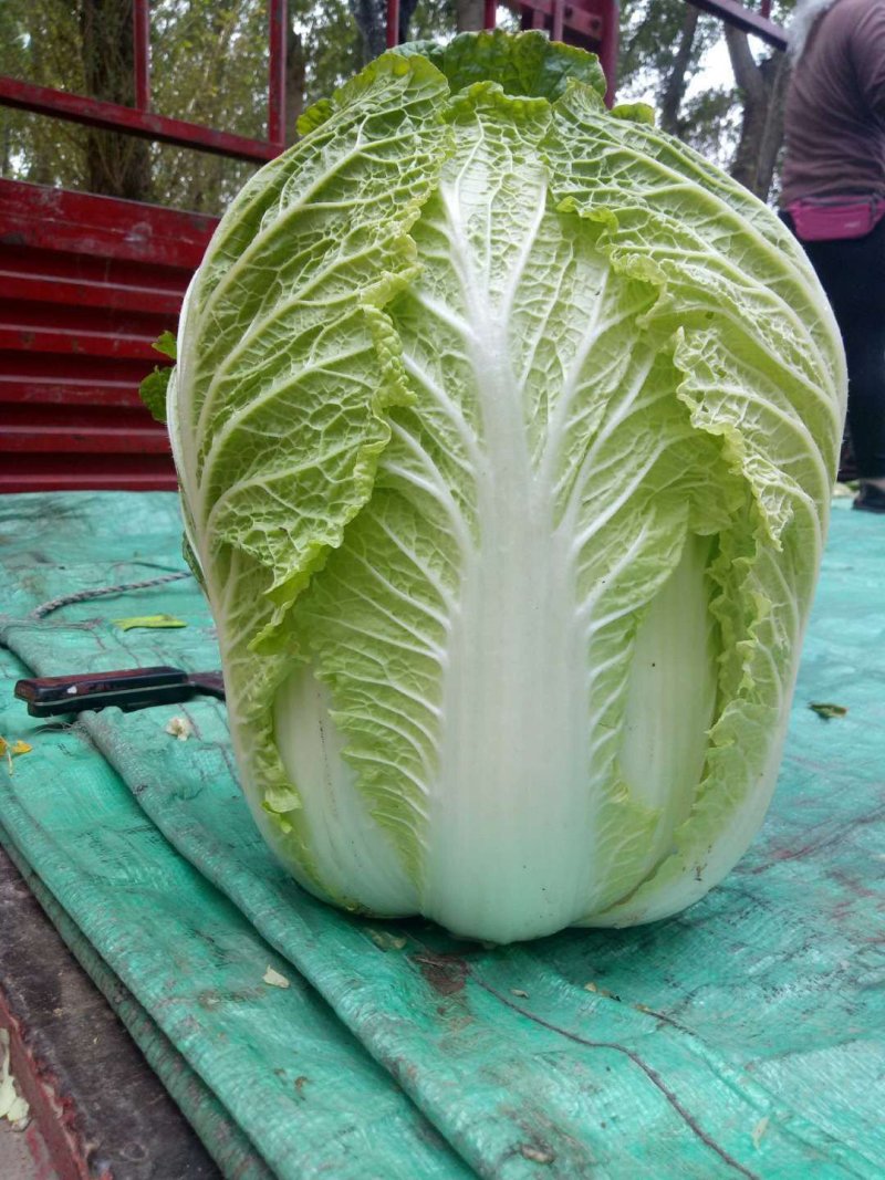 精品大白菜，产地直供，产地价格，保质保量