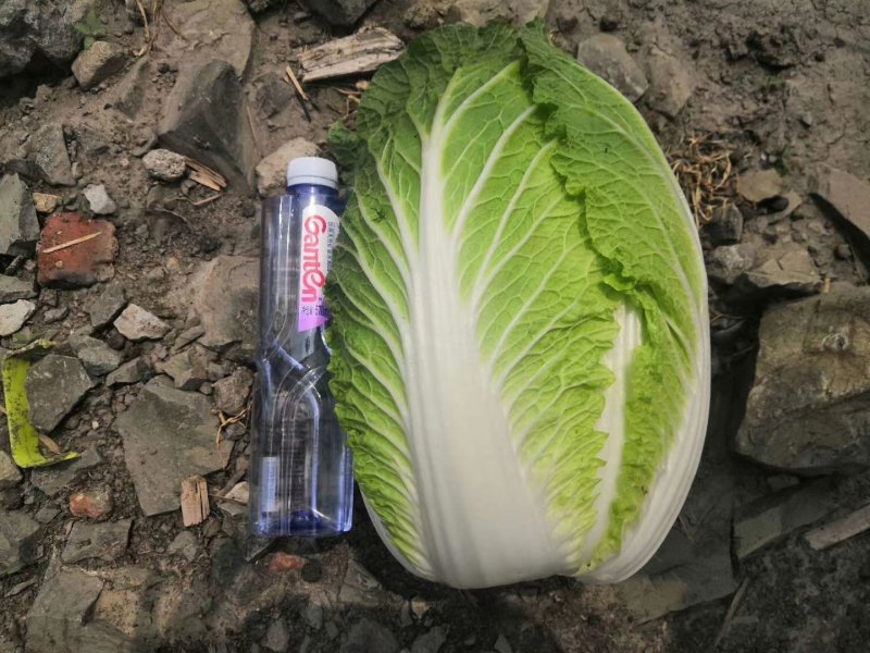 精品大白菜，产地直供，产地价格，保质保量