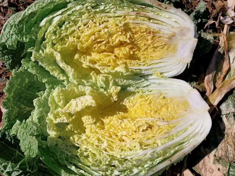 精品大白菜，产地直供，产地价格，保质保量