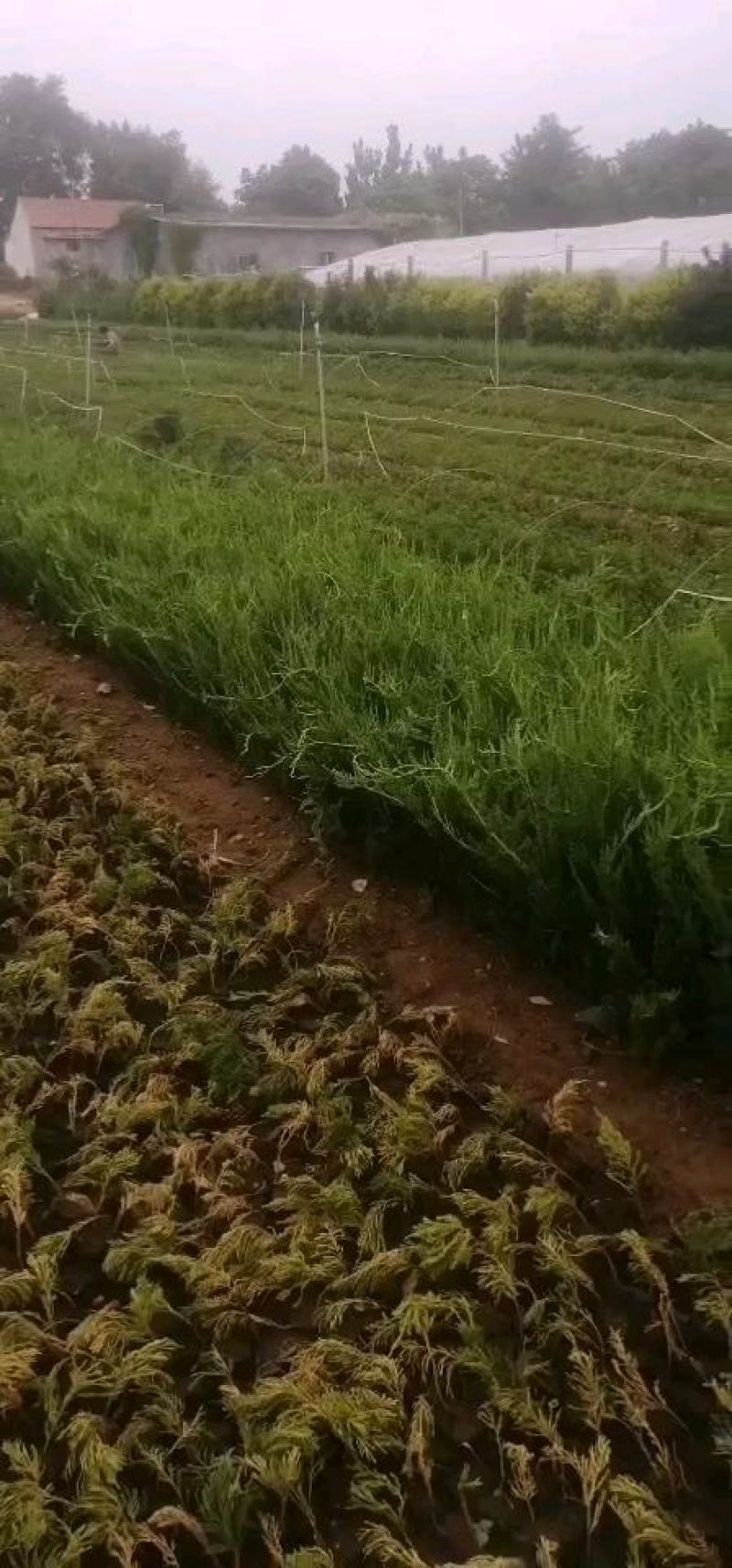 小龙柏，各种规格的都有！可视频看货，欢迎采购